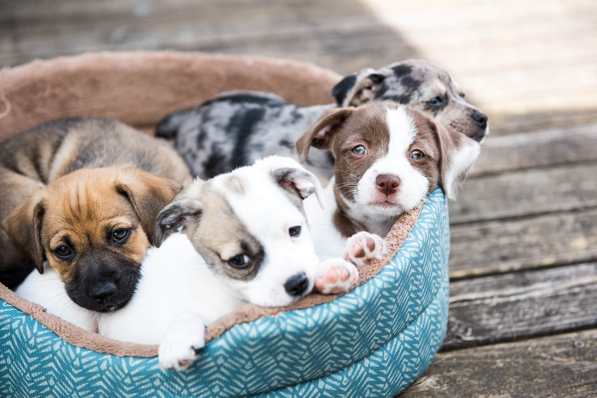 Veterinarian in St. Augustine, FL